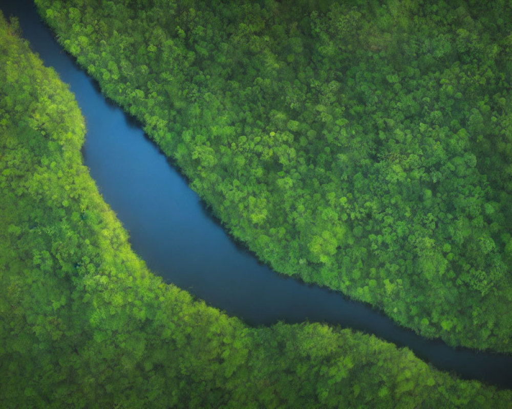 Winding river through dense green forest viewed from above