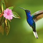 Colorful Hummingbird Feeding on Pink Flowers