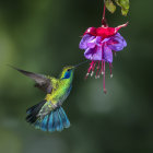 Iridescent hummingbird feeding on pink and purple flower in lush green setting