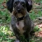 Glossy-furred dog with collar and tag in flower garden