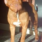 Brown and White Muscular Dog with Gold Chain Collar on Rocky Terrain