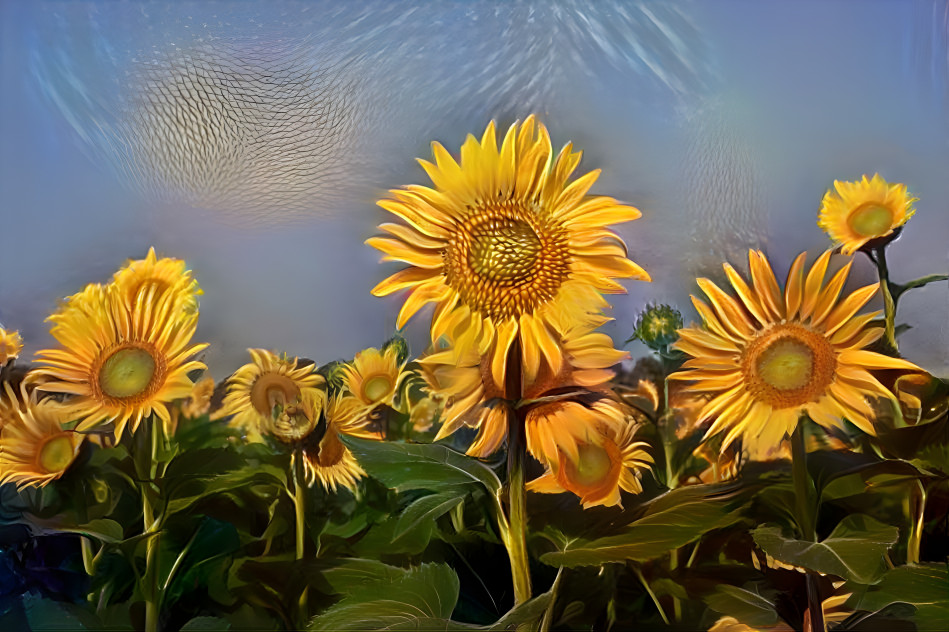 Sunflower Field 