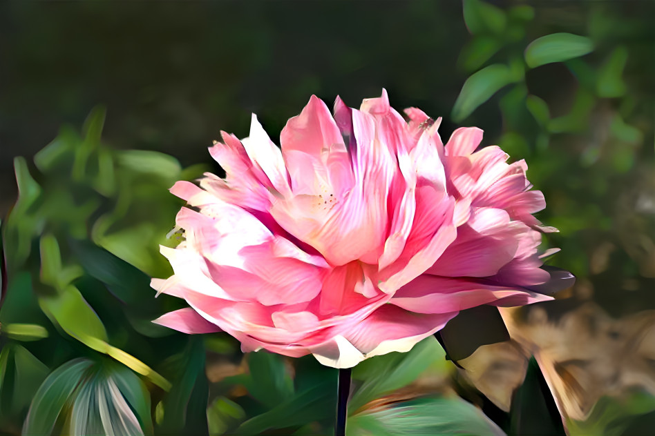 Peony