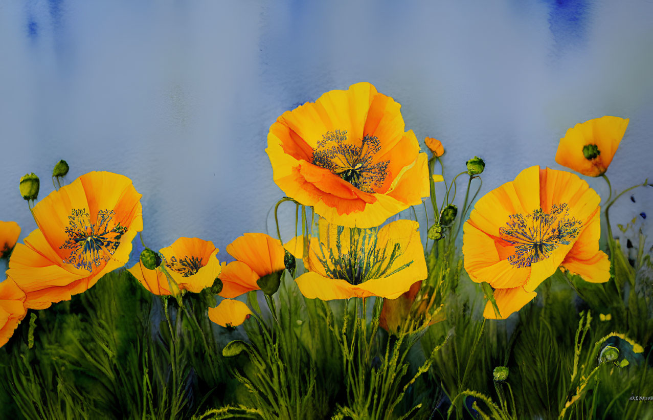 Bright yellow poppies with black markings on blue and white backdrop