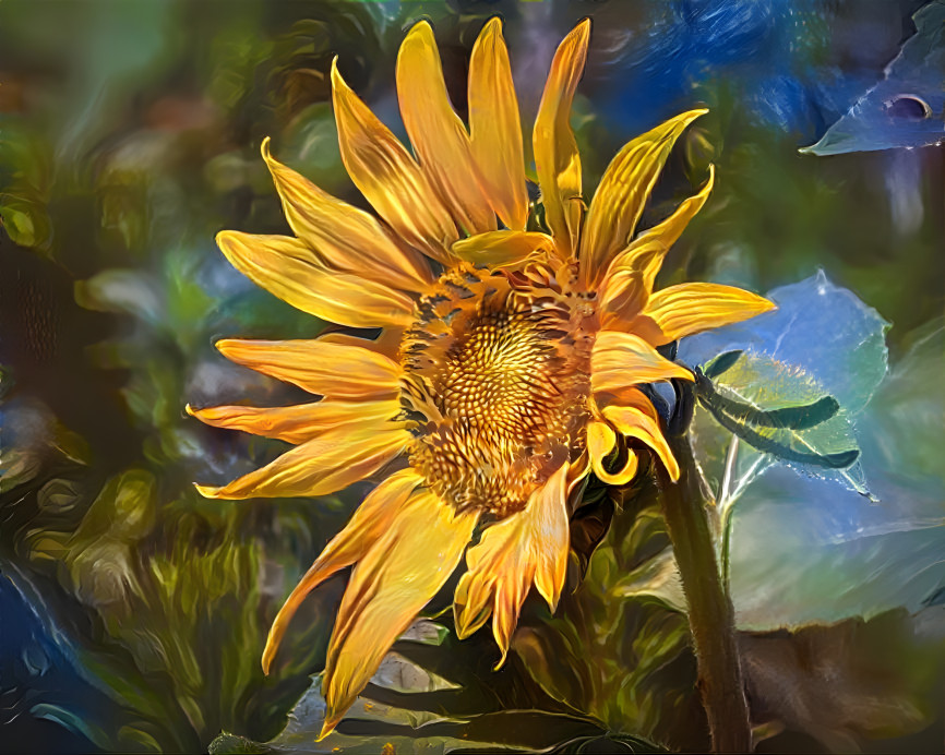 Sunflower 