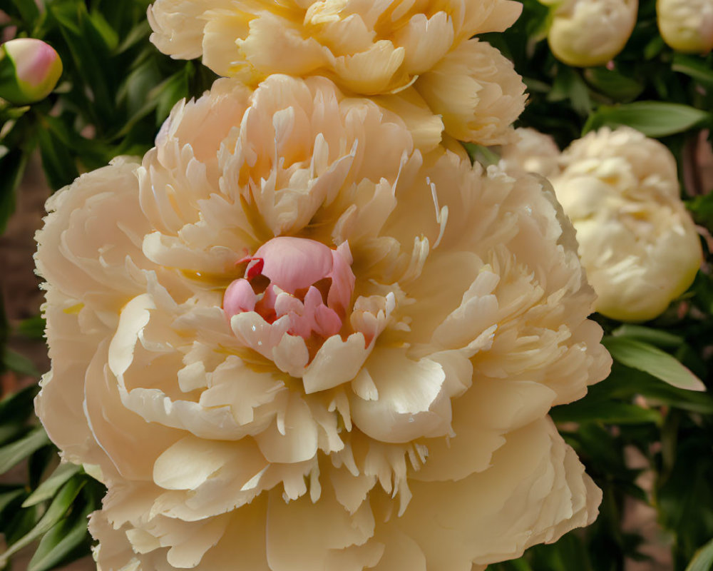 Vibrant yellow peonies in full bloom with soft pink tones on green foliage