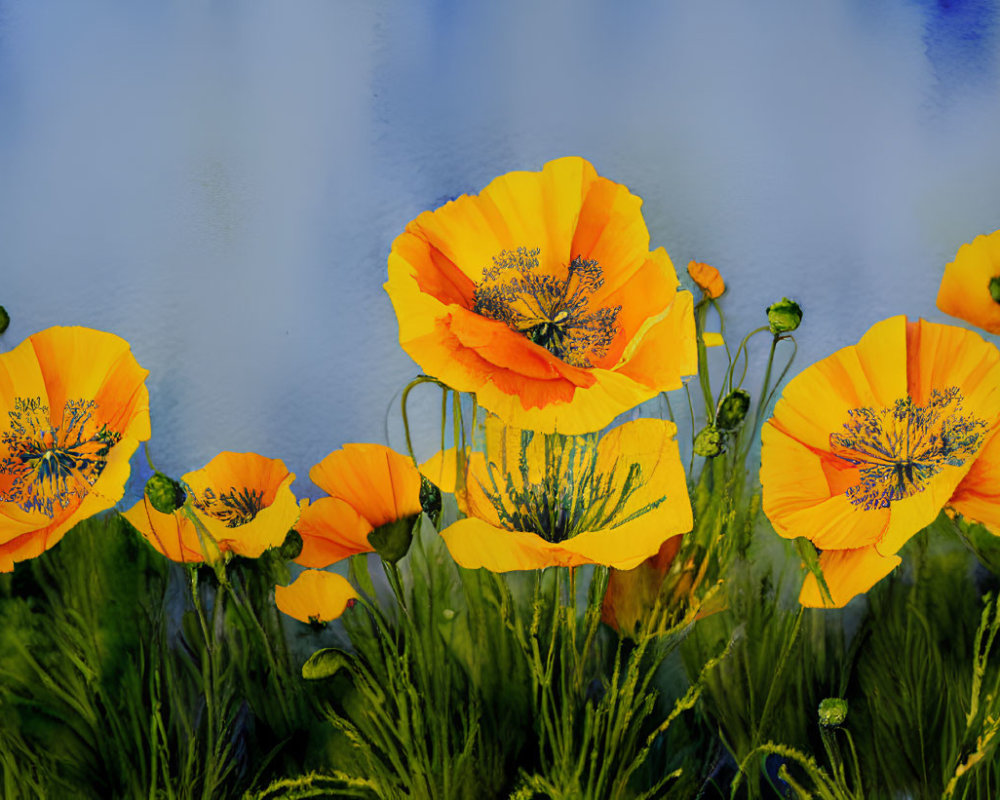 Bright yellow poppies with black markings on blue and white backdrop