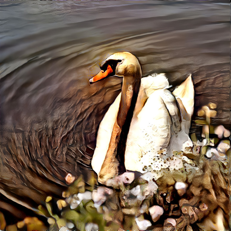 Mute Swan 