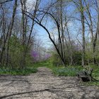 Sunlit Forest Stream with Mist and Flowers