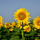 Bright yellow poppies with black markings on blue and white backdrop