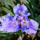 Vibrant Purple Iris Flower Digital Painting