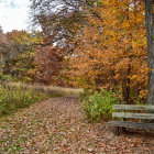 Tranquil Autumn Forest Scene with Path, Leaves, Bench, and Sunrays