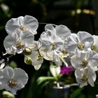 Detailed digital artwork of white and purple orchids on a dark background