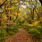 Scenic forest path with autumn leaves and colorful trees