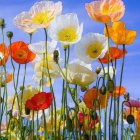 Colorful Glass Flowers Displayed Against Blue Sky Background