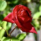 Detailed digital painting of red rose with water droplets on green background