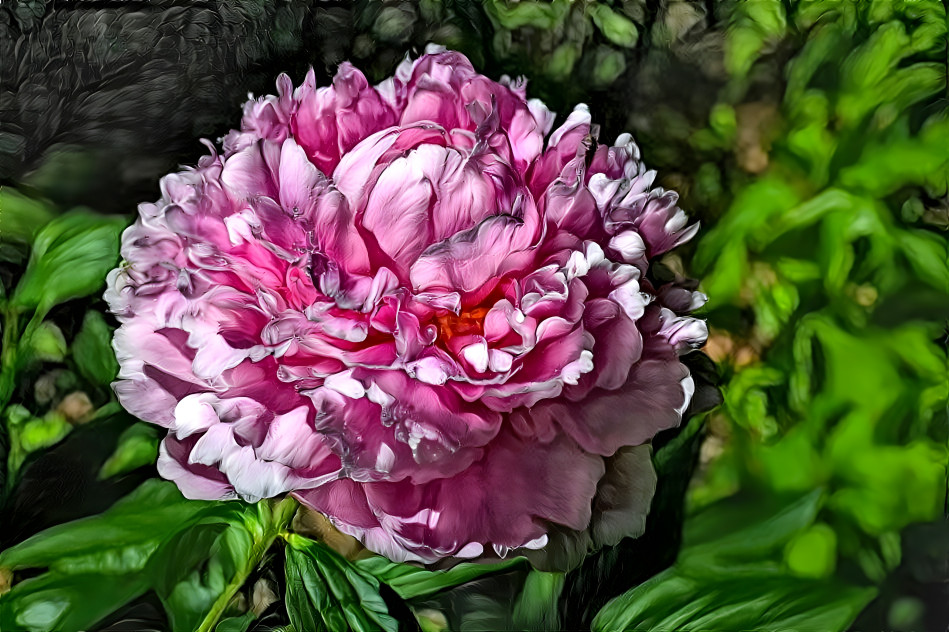 Peony 