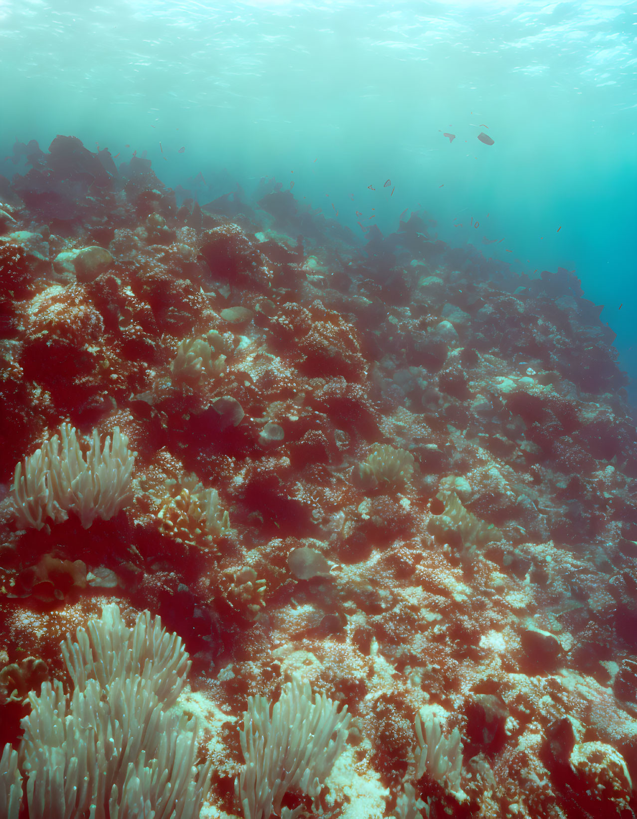 Colorful coral reef with small fish in serene underwater scene