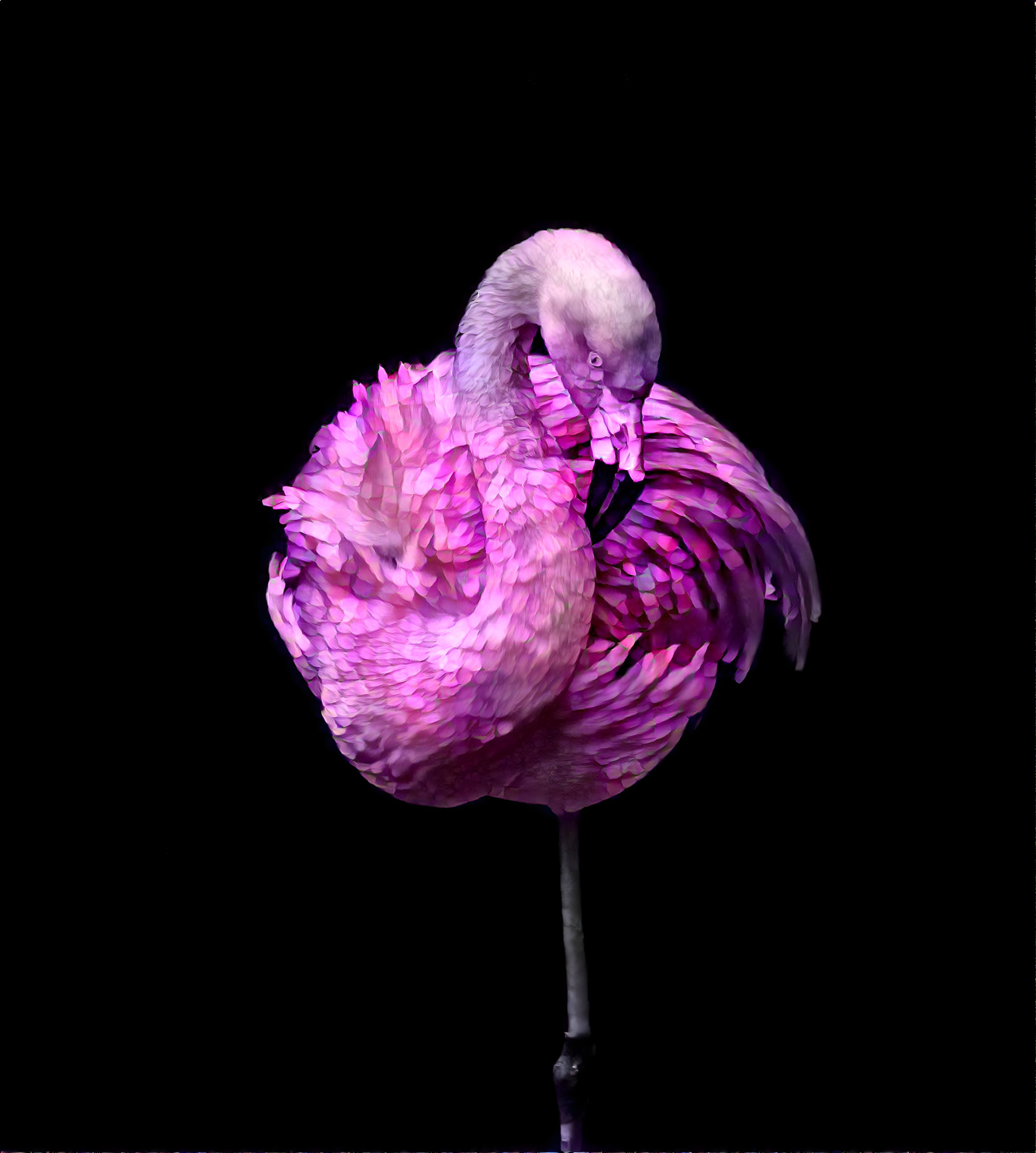 Flamingo 