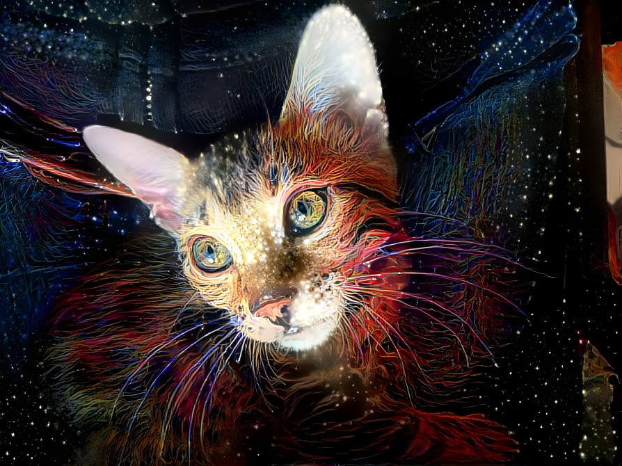 Cosmic cat