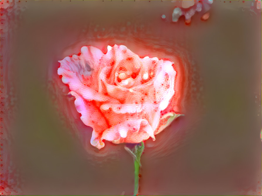 Rose