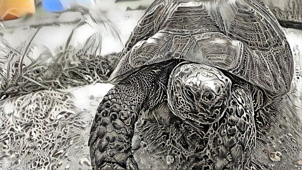 Ian Miller Tortoise