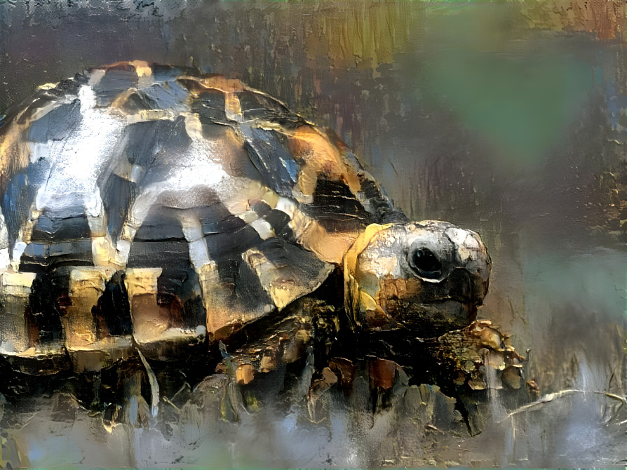 Tortoise