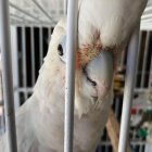 Colorful Parrot Peering Through White Cage Bars in Front of Books and Bottles