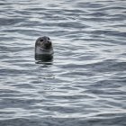 Seal emerging from wave with whiskered face, playful motion in water