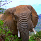 Colorful Elephant Artwork in Lush Jungle with Waterfalls