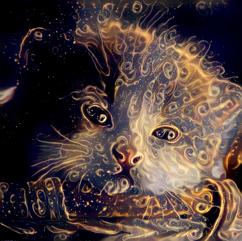 Kitten plays with space