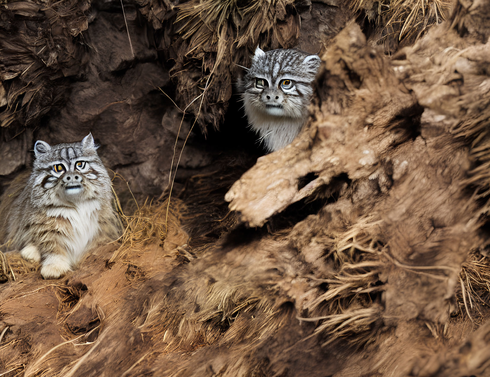 Two Pallas's Cats in Rocky and Grassy Habitat