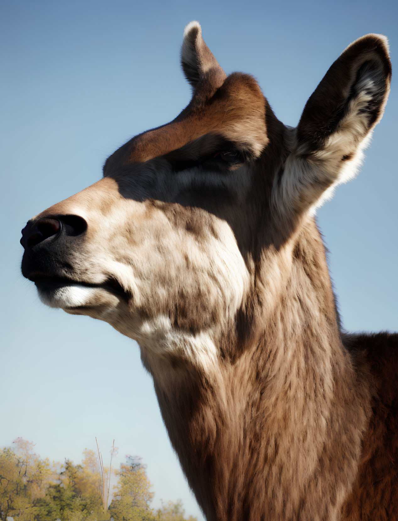 Proud llama with soft fur and facial markings against clear blue sky