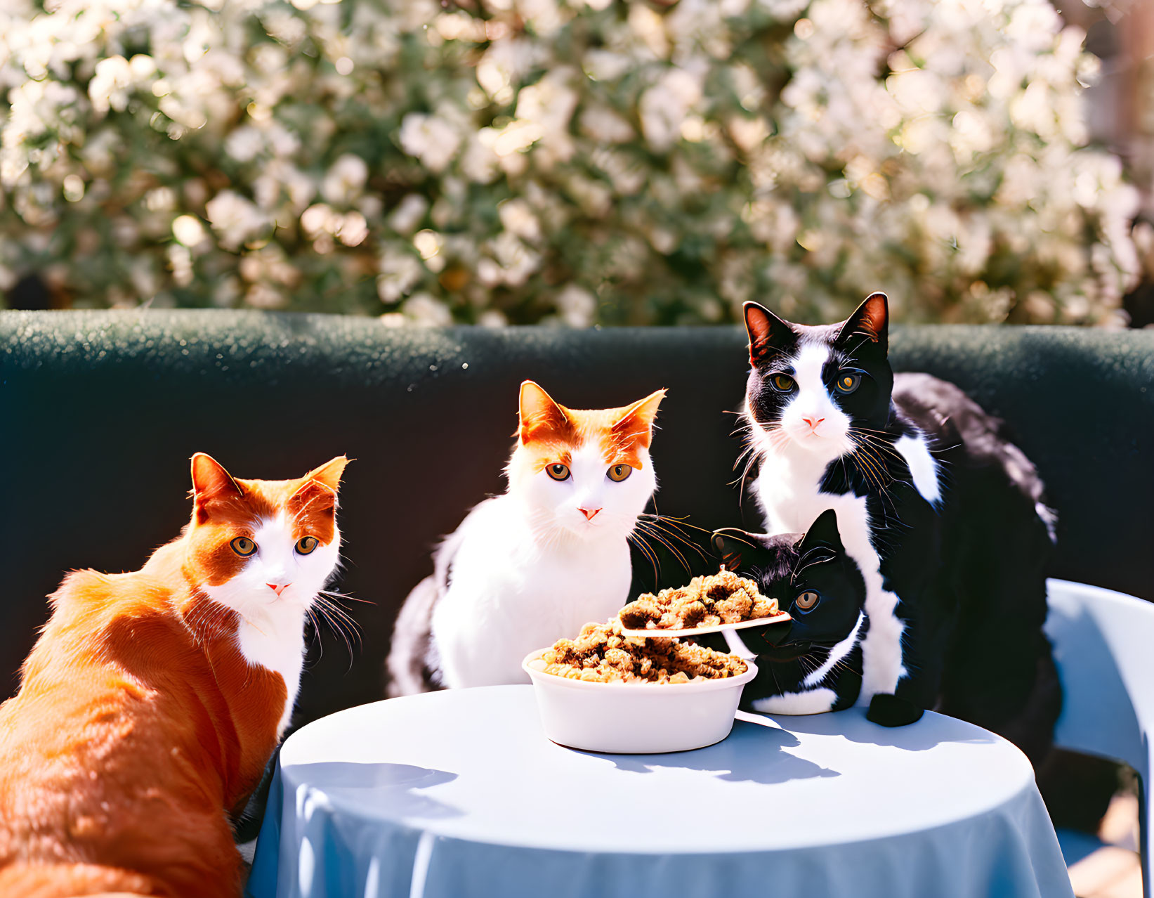 Three Cats at Table with Bowl of Food and White Flowers Background