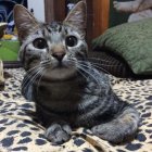 Grey Tabby Kitten with Green Eyes on Patterned Blanket with Plush Toys