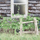 Ethereal figures in white garments entangled by vine-like tendrils amid surreal setting