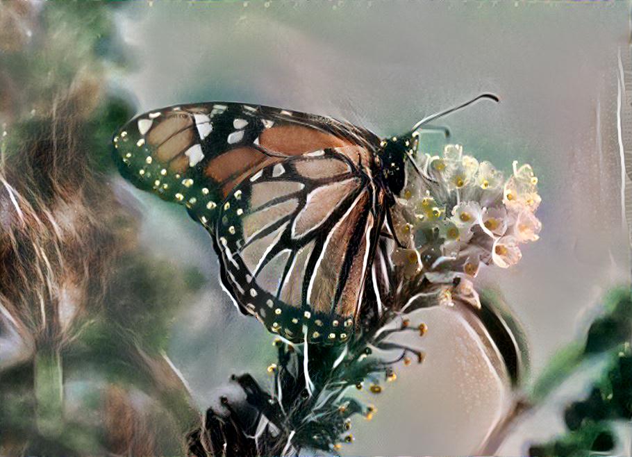 butterfly on flower