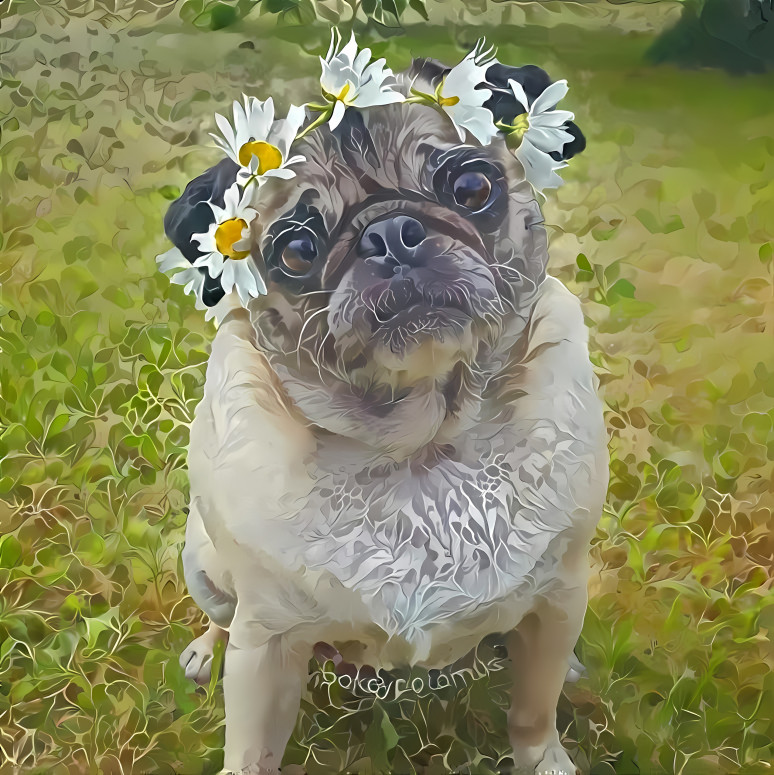 Pretty pug