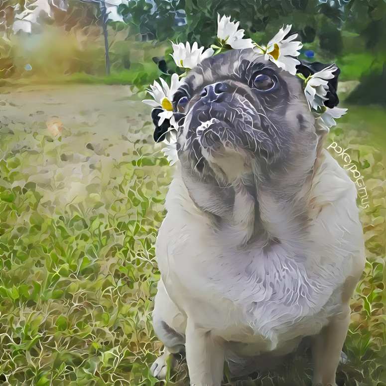 Pretty pug