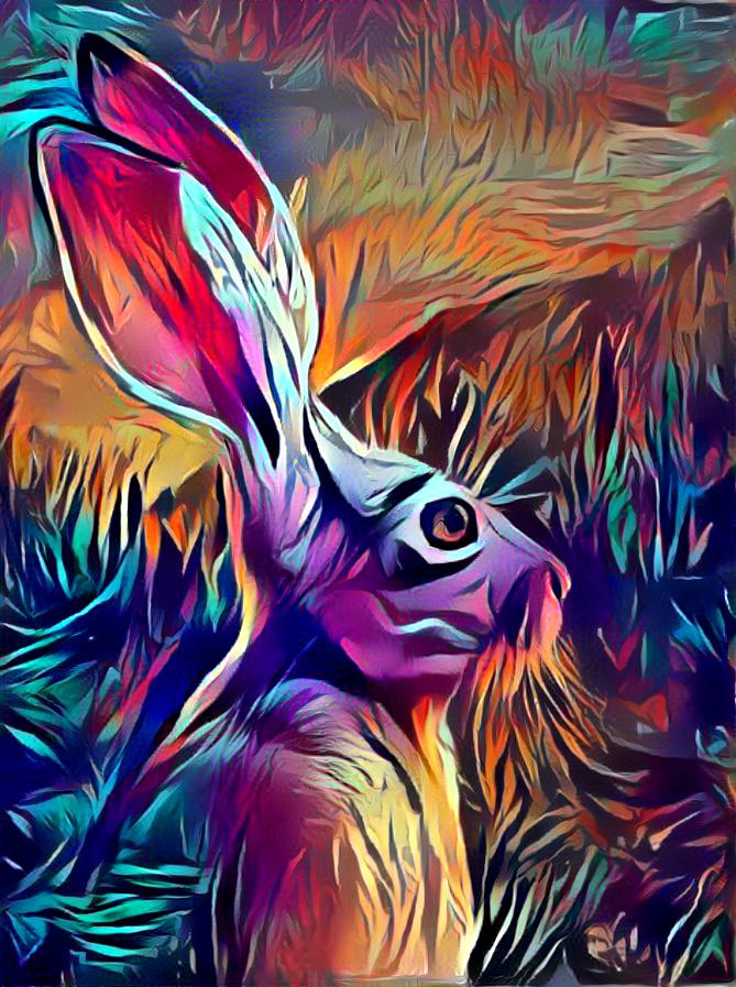 Jack Rabbit