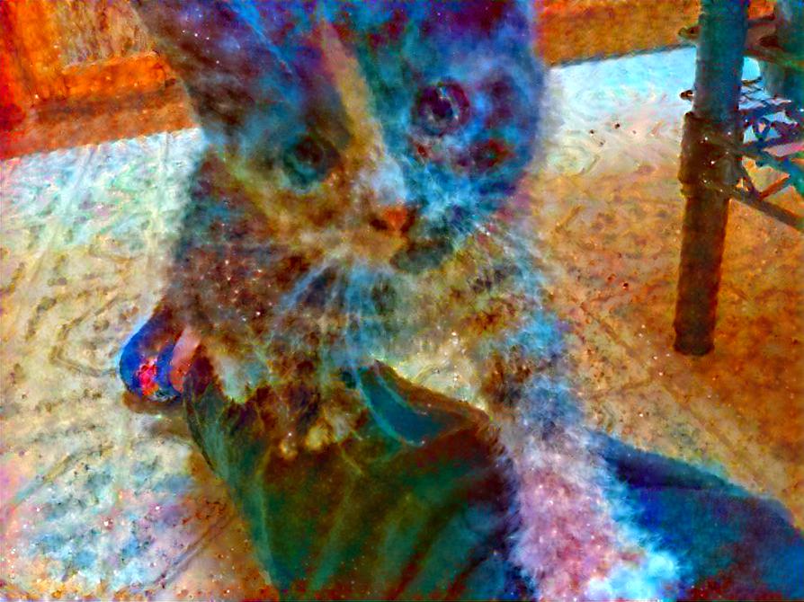 My cat CC is now the universe 