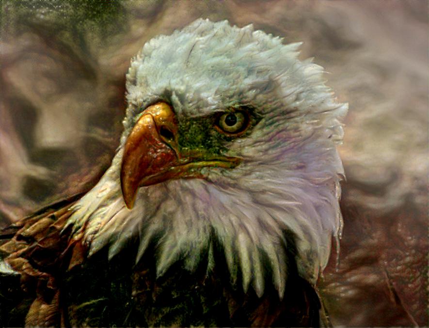 Bald eagle