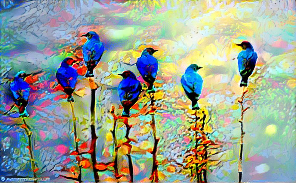 Blue birds