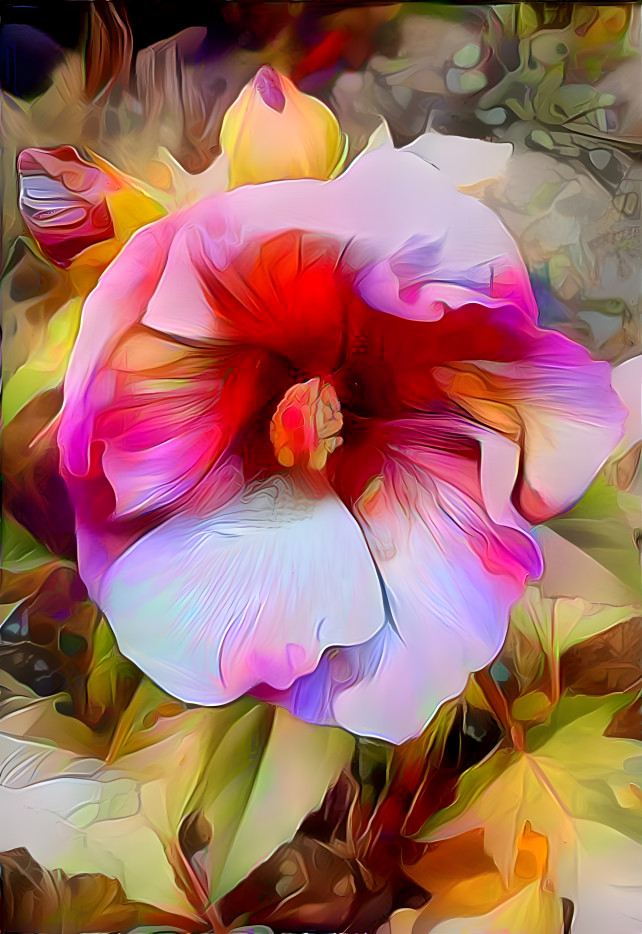 Colorful hibiscus