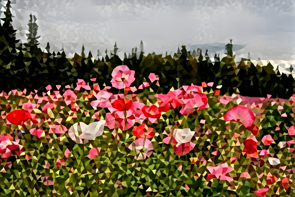 Angular Poppies