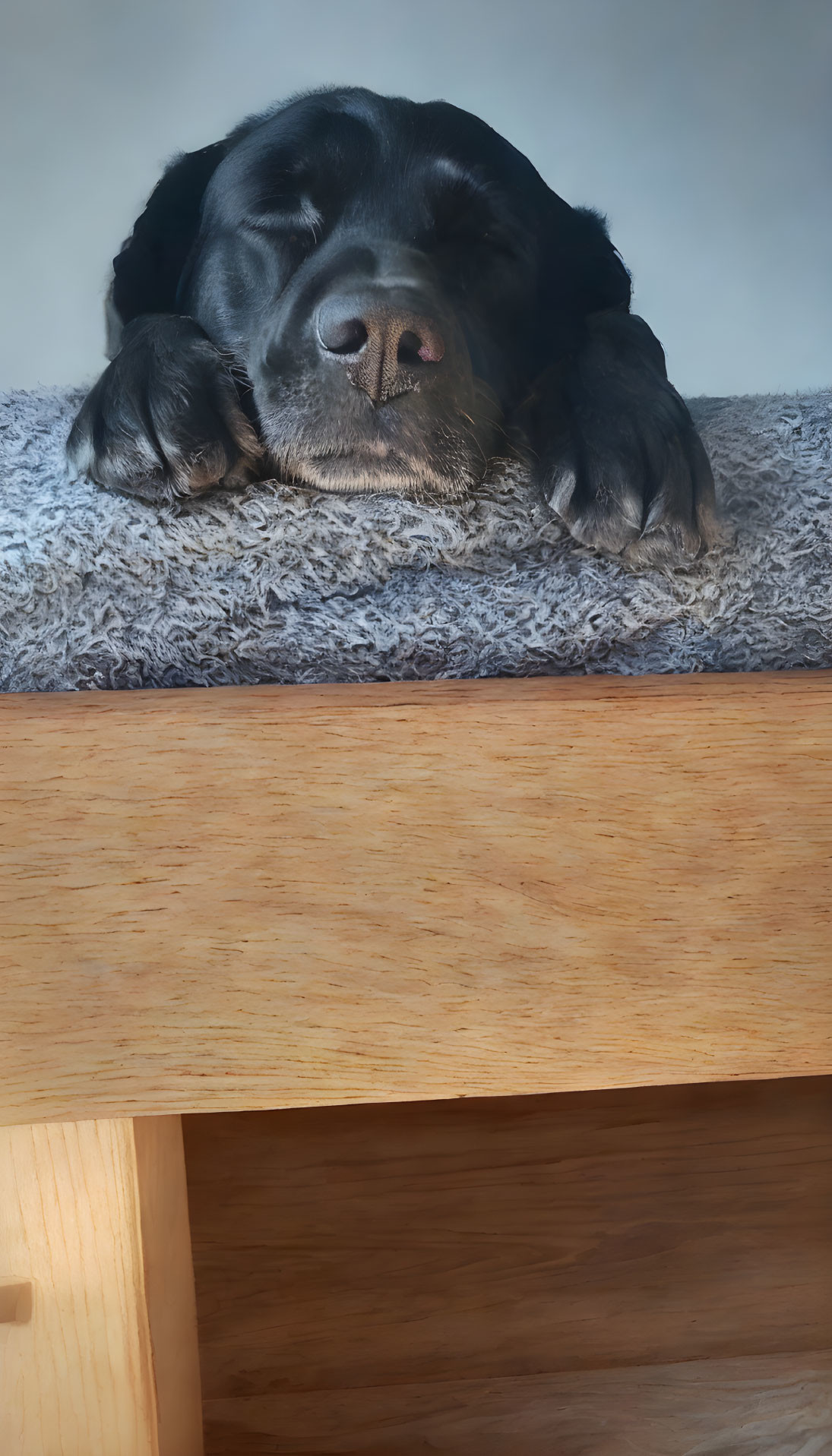 Black Dog Resting Head on Grey Surface Above Wooden Table