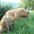 Golden retriever picking apple in sunlit orchard.