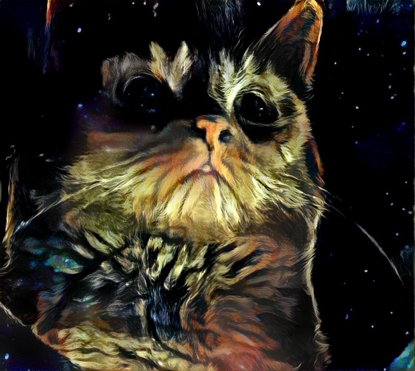 Angrycatinthespace