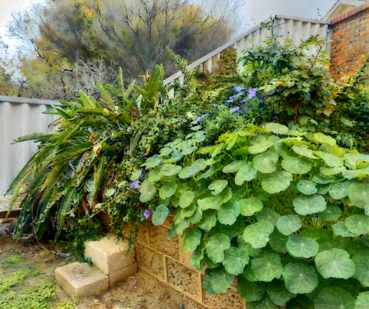 my nasturtiums 