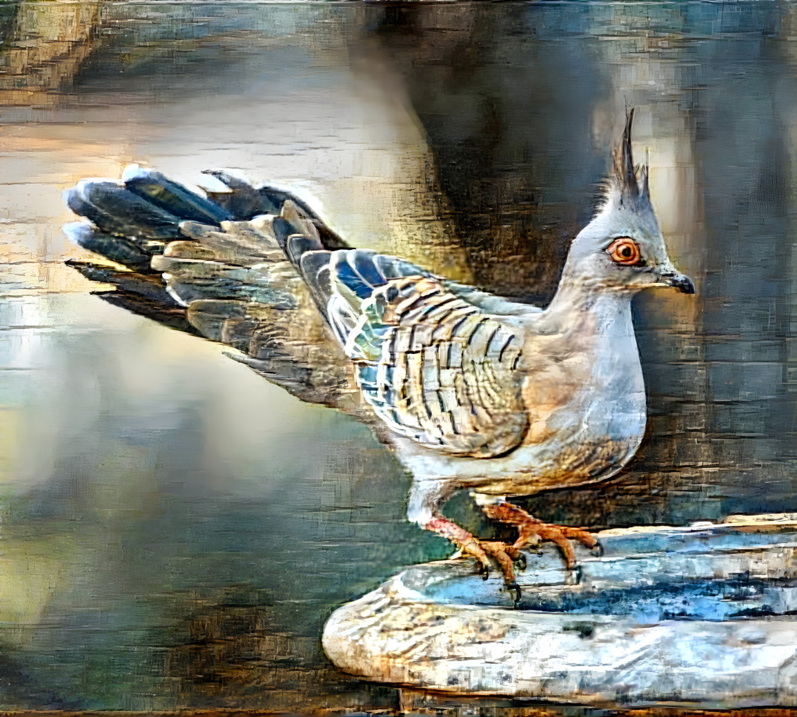 Pigeon